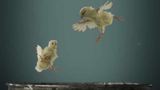 Hakimyar_Djawid_PETA_Flying Chicks